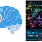 image of brain initiative