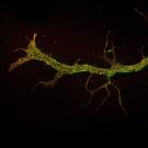 green dots as signs of critical molecular regenerating receptors